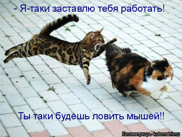 - Я-таки заставлю тебя работать! Ты таки будешь ловить мышей!!... Котоматрица: - Я-таки заставлю тебя работать! Ты таки будешь ловить мышей!!