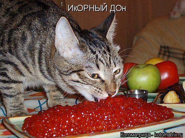 Котоматрица: ИкОРНЫЙ ДОн