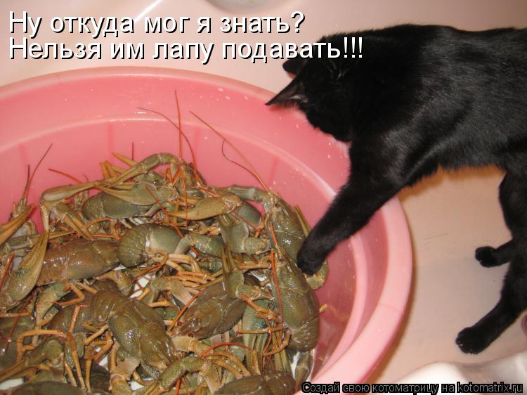 Ну откуда мог я знать? Нельзя им лапу подавать!!!... Котоматрица: Ну откуда мог я знать? Нельзя им лапу подавать!!!
