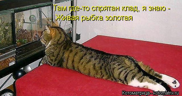 Там где-то спрятан клад, я знаю - Живая рыбка золотая... Котоматрица: Там где-то спрятан клад, я знаю - Живая рыбка золотая