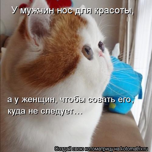 а у женщин, чтобы совать его, куда не следует… У мужчин нос для красоты,... Котоматрица: а у женщин, чтобы совать его, куда не следует… У мужчин нос для красоты,