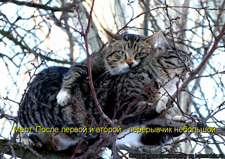 Март. После первой и второй - перерывчик небольшой....... Котоматрица: Март. После первой и второй - перерывчик небольшой....