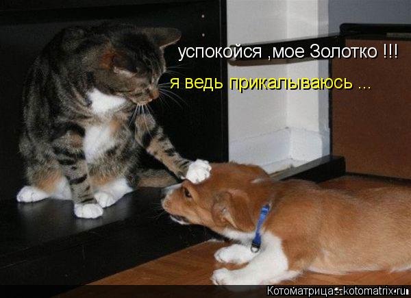 Котоматрица: успокойся ,мое Золотко !!! я ведь прикалываюсь ...