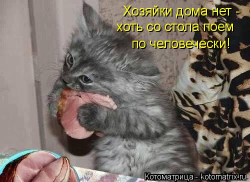 Котоматрица: Хозяйки дома нет -  хоть со стола поем по человечески!
