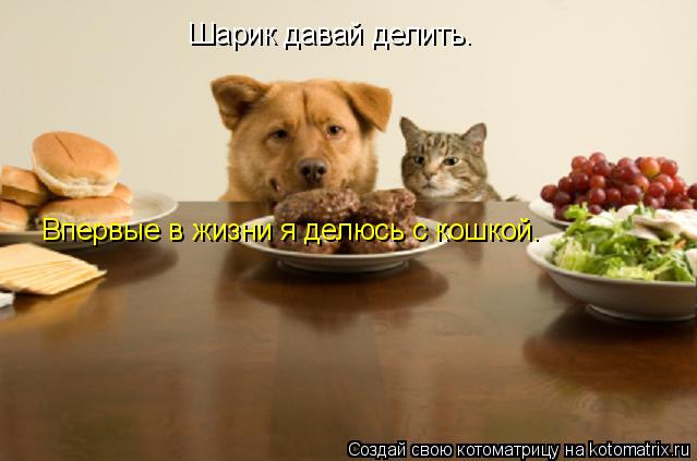 Шарик давай делить. Впервые в жизни я делюсь с кошкой.... Котоматрица: Шарик давай делить. Впервые в жизни я делюсь с кошкой.