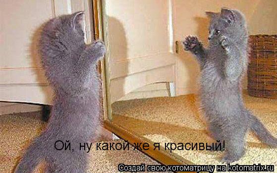 Ой, ну какой же я красивый!... Котоматрица: Ой, ну какой же я красивый!