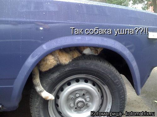 Так собака ушла??!!... Котоматрица: Так собака ушла??!!