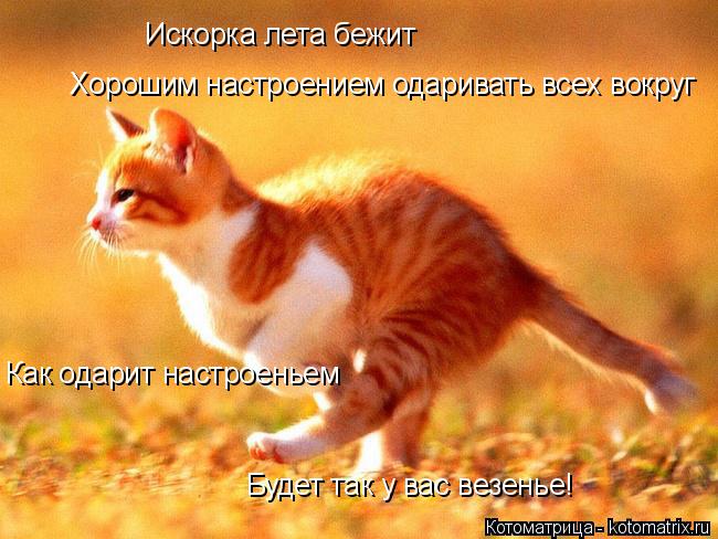 Искорка лета бежит Хорошим настроением одаривать всех вокруг Как одарит настроеньем Будет так у вас в... Котоматрица: Искорка лета бежит Хорошим настроением одаривать всех вокруг Как одарит настроеньем Будет так у вас везенье!