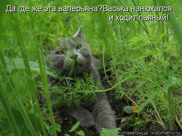 Да где же эта валерьяна?Васька нанюхался и ходит пьяный!... Котоматрица: Да где же эта валерьяна?Васька нанюхался и ходит пьяный!