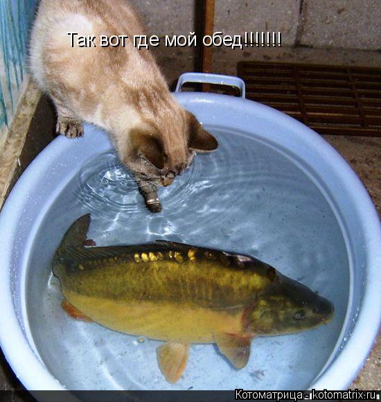 Котоматрица: Так вот где мой обед!!!!!!!