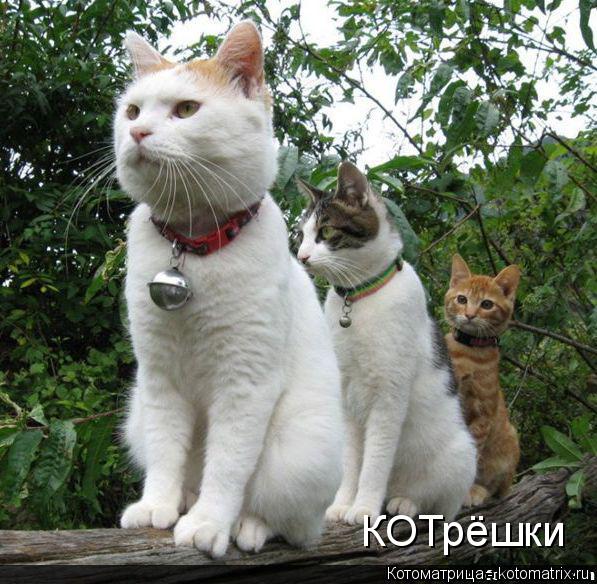 Котоматрица: КОТрёшки
