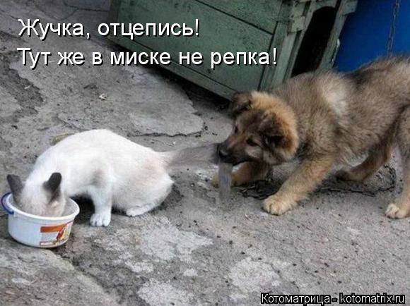 Котоматрица: Жучка, отцепись! Тут же в миске не репка!