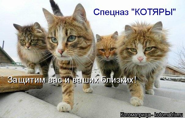 Спецназ "КОТЯРЫ" Защитим вас и ваших близких!... Котоматрица: Спецназ "КОТЯРЫ" Защитим вас и ваших близких!