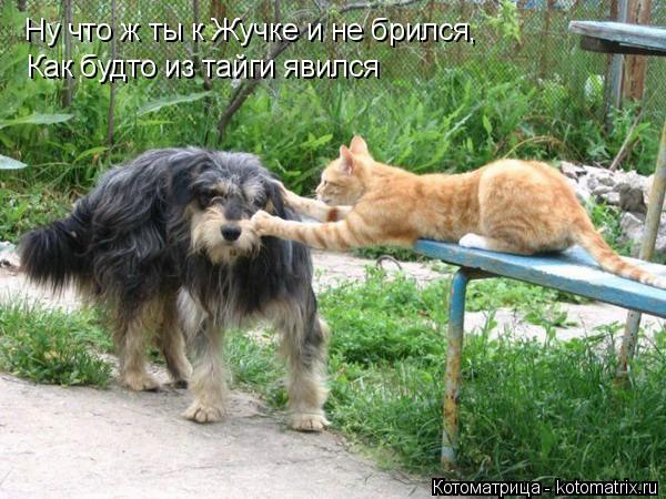 Котоматрица: Ну что ж ты к Жучке и не брился, Как будто из тайги явился