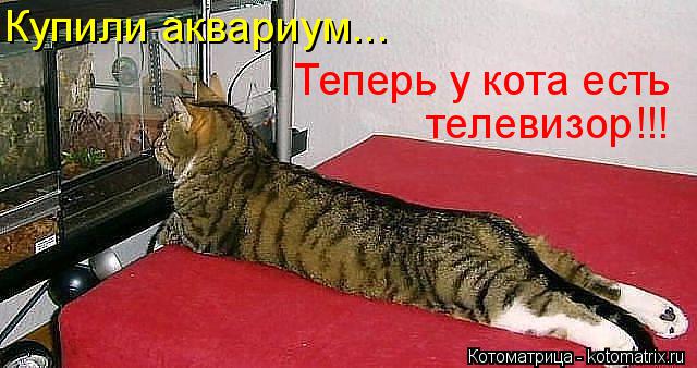 Котоматрица: Купили аквариум...  Теперь у кота есть телевизор!!!