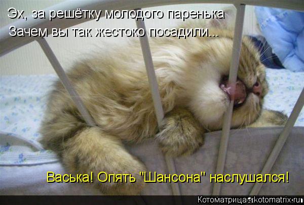 Котоматрица: Эх, за решётку молодого паренька Зачем вы так жестоко посадили... Васька! Опять "Шансона" наслушался!
