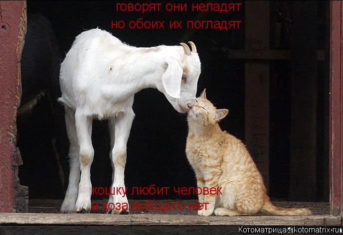 говорят они неладят но обоих их погладят кошку любит человек а коза вобщето нет говорят они неладят... Котоматрица: говорят они неладят но обоих их погладят кошку любит человек а коза вобщето нет говорят они неладят