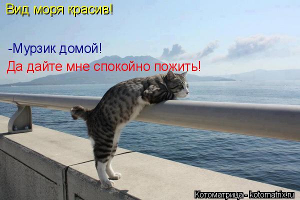 Котоматрица: Вид моря красив! -Мурзик домой! Да дайте мне спокойно пожить!