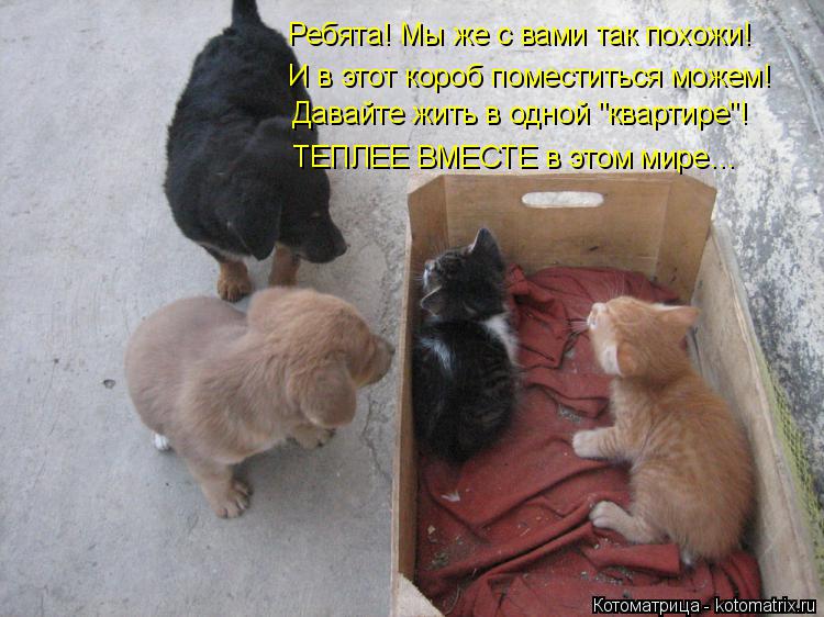 Ребята! Мы же с вами так похожи! И в этот короб поместиться можем! Давайте жить в одной "квартире"! Т... Котоматрица: Ребята! Мы же с вами так похожи! И в этот короб поместиться можем! Давайте жить в одной "квартире"! ТЕПЛЕЕ ВМЕСТЕ в этом мире…