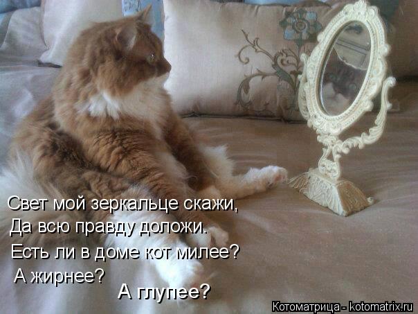 Свет мой зеркальце скажи, Да всю правду доложи. Есть ли в доме кот милее? А жирнее? А глупее?... Котоматрица: Свет мой зеркальце скажи, Да всю правду доложи. Есть ли в доме кот милее? А жирнее? А глупее?