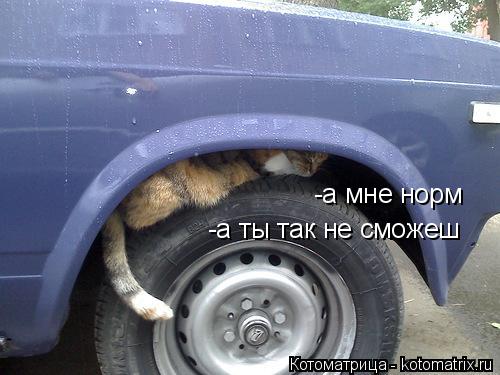 -а мне норм -а ты так не сможеш... Котоматрица: -а мне норм -а ты так не сможеш