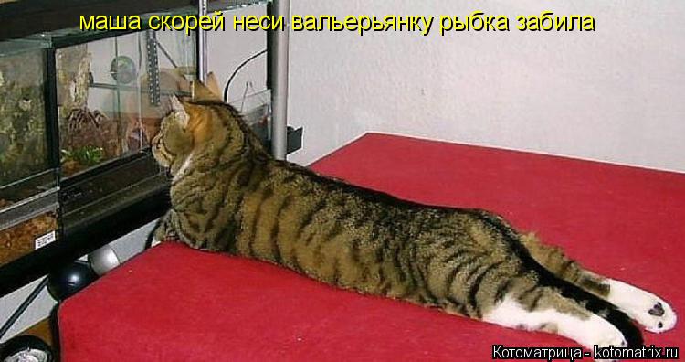 маша скорей неси вальерьянку рыбка забила... Котоматрица: маша скорей неси вальерьянку рыбка забила
