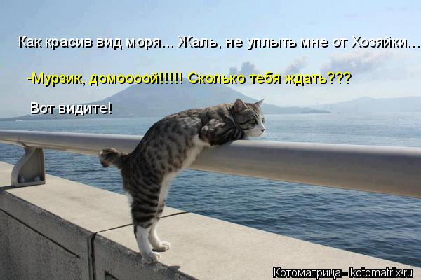 Как красив вид моря... Жаль, не уплыть мне от Хозяйки... -Мурзик, домоооой!!!!! Сколько тебя ждать???... Котоматрица: Как красив вид моря... Жаль, не уплыть мне от Хозяйки... -Мурзик, домоооой!!!!! Сколько тебя ждать??? Вот видите!