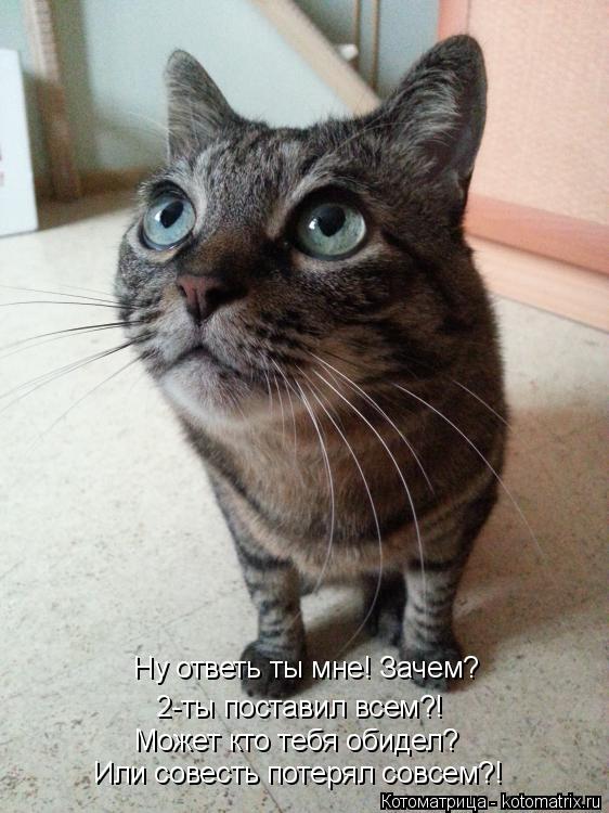 Ну ответь ты мне! Зачем? 2-ты поставил всем?! Может кто тебя обидел? Или совесть потерял совсем?!... Котоматрица: Ну ответь ты мне! Зачем? 2-ты поставил всем?! Может кто тебя обидел? Или совесть потерял совсем?!