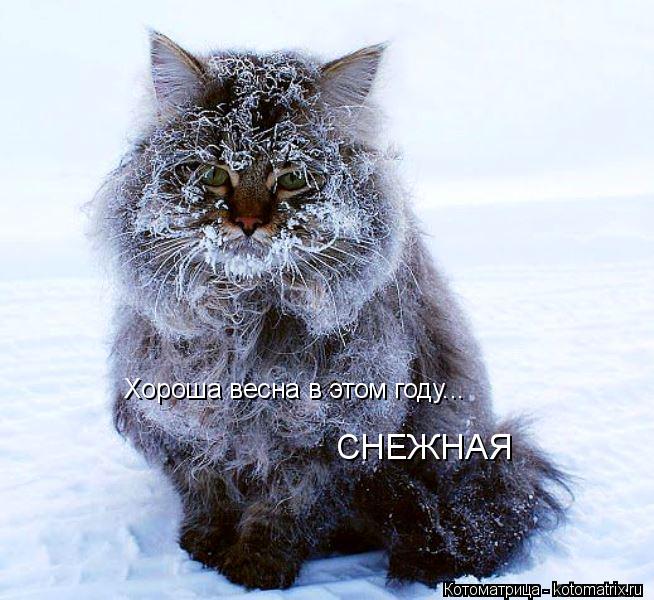 Котоматрица: Хороша весна в этом году... СНЕЖНАЯ