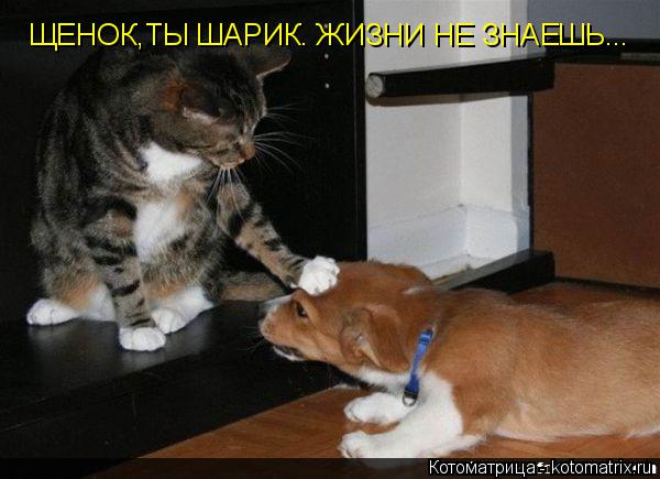 ЩЕНОК,ТЫ ШАРИК. ЖИЗНИ НЕ ЗНАЕШЬ...... Котоматрица: ЩЕНОК,ТЫ ШАРИК. ЖИЗНИ НЕ ЗНАЕШЬ...