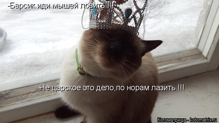 -Барсик иди мышей ловить !!! -Не царское это дело,по норам лазить !!!... Котоматрица: -Барсик иди мышей ловить !!! -Не царское это дело,по норам лазить !!!