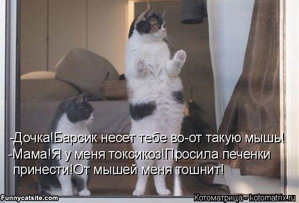-Дочка!Барсик несет тебе во-от такую мышь! -Мама!Я у меня токсикоз!Просила печенки принести!От мышей ... Котоматрица: -Дочка!Барсик несет тебе во-от такую мышь! -Мама!Я у меня токсикоз!Просила печенки принести!От мышей меня тошнит!