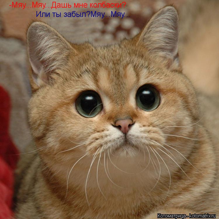Котоматрица: -Мяу...Мяу...Дашь мне колбаски? Или ты забыл?Мяу...Мяу...