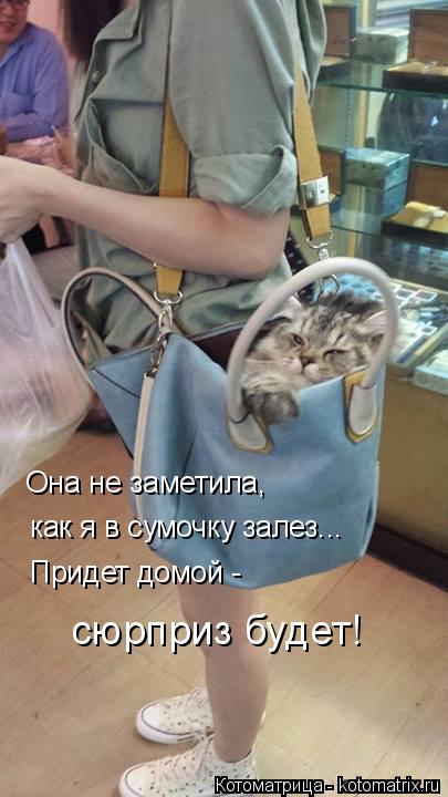 Она не заметила, как я в сумочку залез... Придет домой - сюрприз будет!... Котоматрица: Она не заметила, как я в сумочку залез... Придет домой - сюрприз будет!