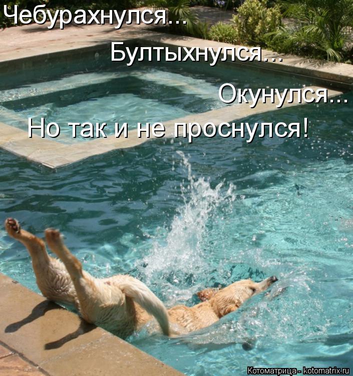 Чебурахнулся... Бултыхнулся... Окунулся... Но так и не проснулся!... Котоматрица: Чебурахнулся... Бултыхнулся... Окунулся... Но так и не проснулся!