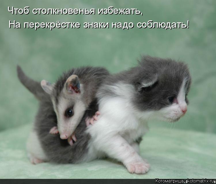 Котоматрица: Чтоб столкновенья избежать,  На перекрёстке знаки надо соблюдать!