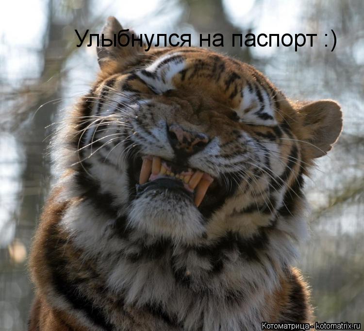 Улыбнулся на паспорт :)... Котоматрица: Улыбнулся на паспорт :)