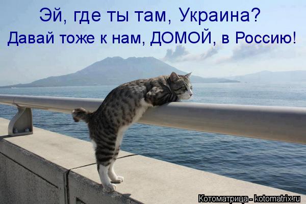 Эй, где ты там, Украина? Давай тоже к нам, ДОМОЙ, в Россию!... Котоматрица: Эй, где ты там, Украина? Давай тоже к нам, ДОМОЙ, в Россию!