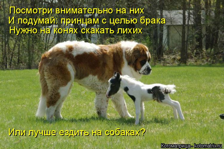 Посмотри внимательно на них И подумай: принцам с целью брака Нужно на конях скакать лихих Или лучше е... Котоматрица: Посмотри внимательно на них И подумай: принцам с целью брака Нужно на конях скакать лихих Или лучше ездить на собаках?