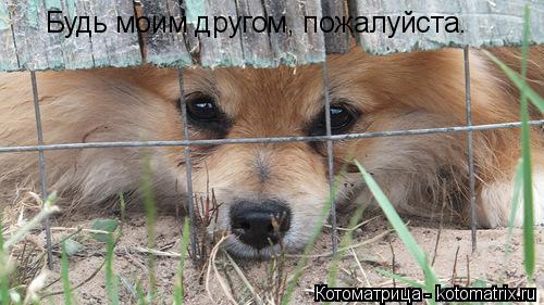 Будь моим другом, пожалуйста.... Котоматрица: Будь моим другом, пожалуйста.