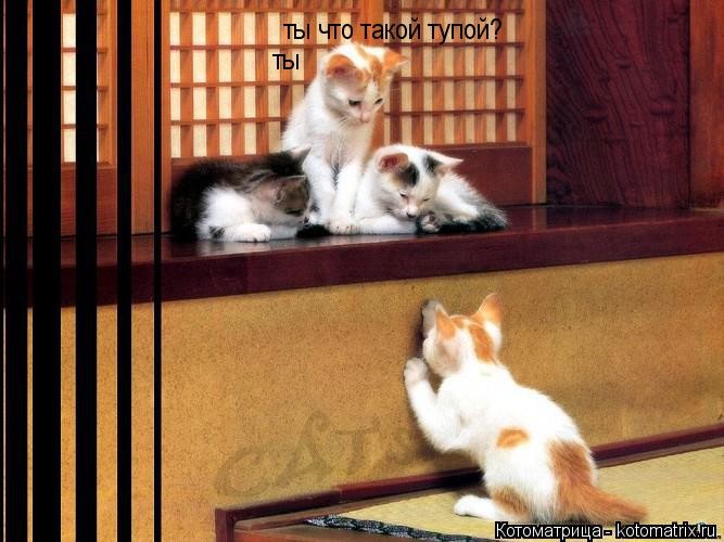 ты ты что такой тупой?... Котоматрица: ты ты что такой тупой?