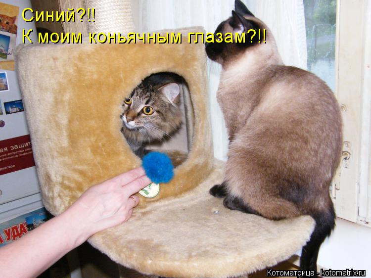 Синий?!! К моим коньячным глазам?!!... Котоматрица: Синий?!! К моим коньячным глазам?!!
