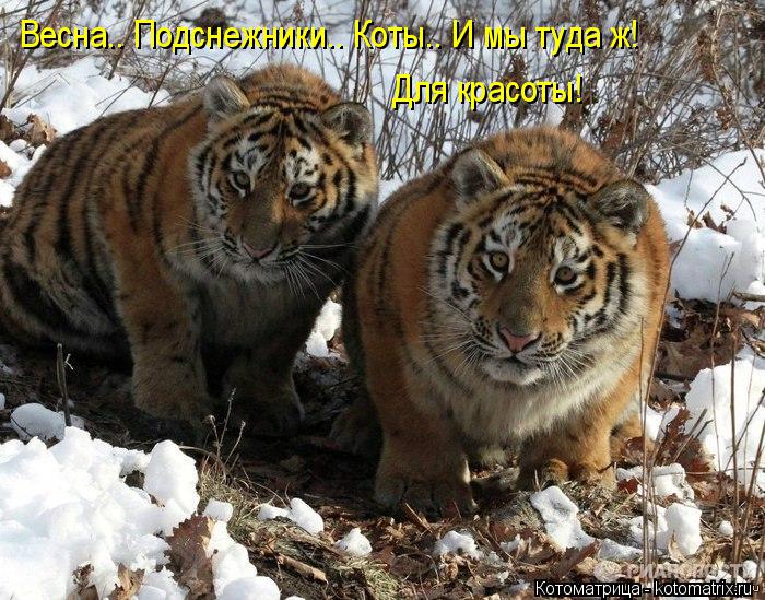 Весна.. Подснежники.. Коты.. И мы туда ж! Для красоты!... Котоматрица: Весна.. Подснежники.. Коты.. И мы туда ж! Для красоты!
