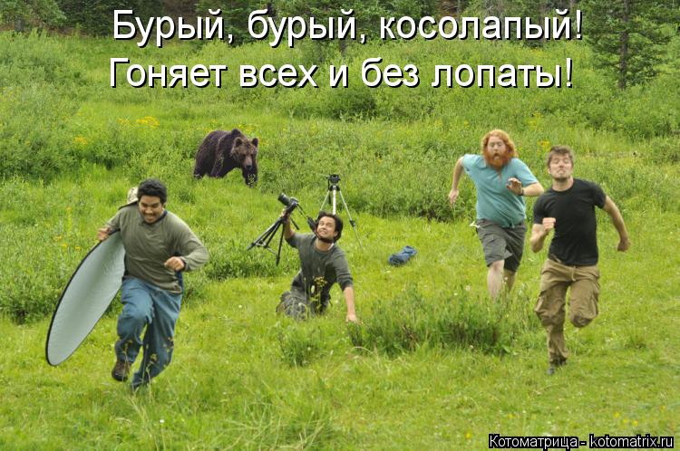 Бурый, бурый, косолапый! Гоняет всех и без лопаты!... Котоматрица: Бурый, бурый, косолапый! Гоняет всех и без лопаты!