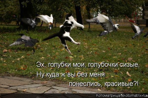 Эх, голубки мои, голубочки сизые, Ну куда ж вы без меня понеслись, красивые?!... Котоматрица: Эх, голубки мои, голубочки сизые, Ну куда ж вы без меня понеслись, красивые?!