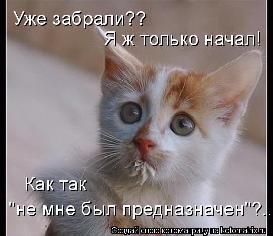 Уже забрали?? Я ж только начал! Как так "не мне был предназначен"?...... Котоматрица: Уже забрали?? Я ж только начал! Как так "не мне был предназначен"?...