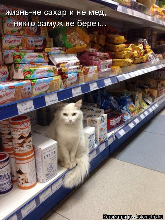 жизнь-не сахар и не мед, никто замуж не берет...... Котоматрица: жизнь-не сахар и не мед, никто замуж не берет...