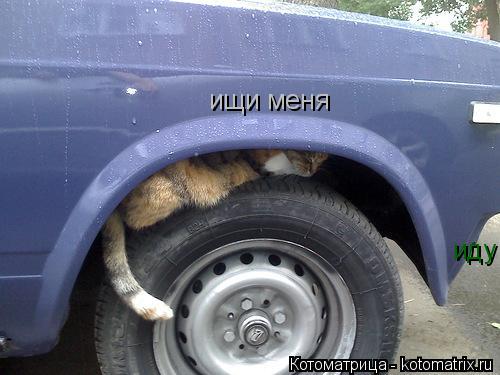 ищи меня иду... Котоматрица: ищи меня иду