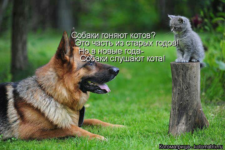 Собаки гоняют котов? Это часть из старых годов! Но в новые года- Собаки слушают кота!... Котоматрица: Собаки гоняют котов? Это часть из старых годов! Но в новые года- Собаки слушают кота!