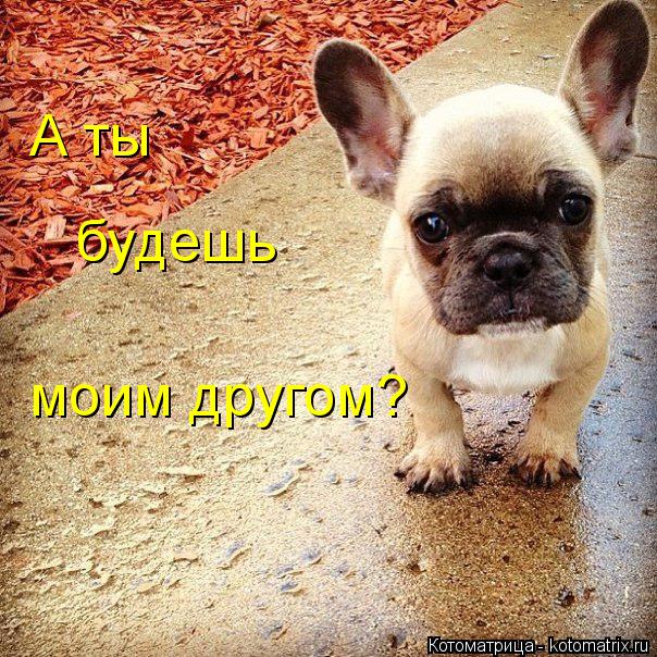 А ты будешь моим другом?... Котоматрица: А ты будешь моим другом?